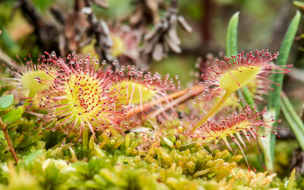 istock Round-leaved sundew (Drosera rotundifolia) is a carnivorous plant on a marsh on a summer day. 1038363698