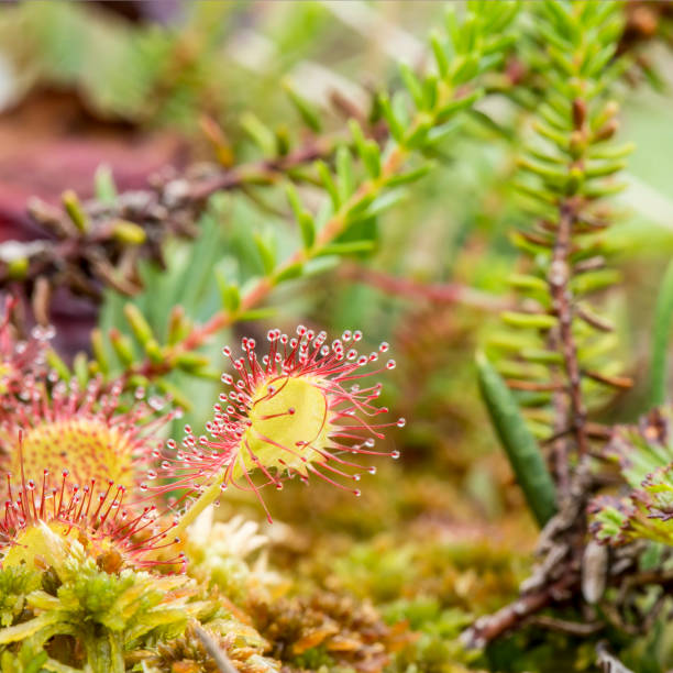 istock Round-leaved sundew (Drosera rotundifolia) is a carnivorous plant on a marsh on a summer day. 1038363816