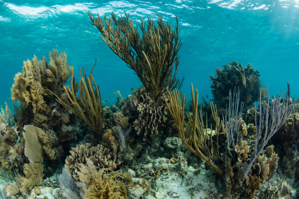 istock Healthy Caribbean Coral Reef 1038364538