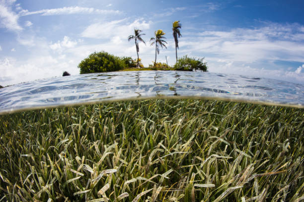 tropikalna wyspa i łąka trawy morskiej - sea grass zdjęcia i obrazy z banku zdjęć