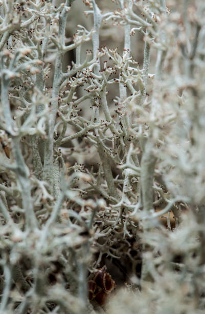 istock Reindeer lichen cladonia (Cladonia) close up in the forest, vertical shooting. 1038364966