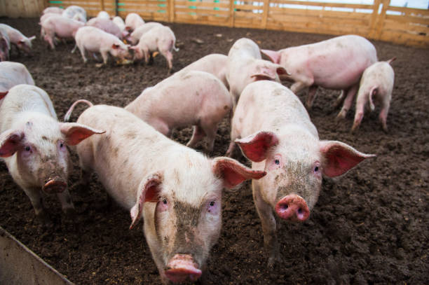istock Domestic pigs on a farm 1038365032