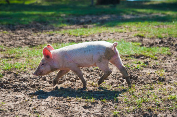 istock Pig farm. Pigs in field 1038368452
