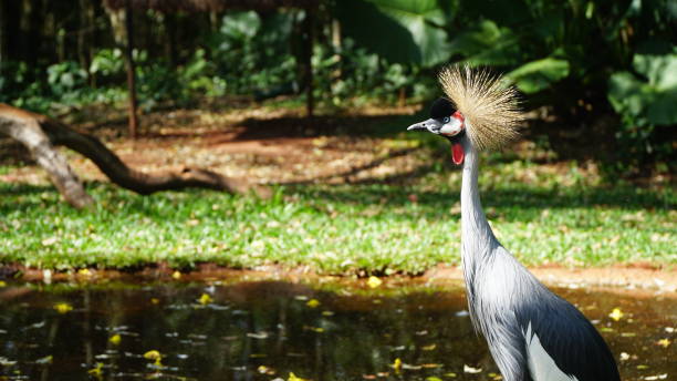 istock Grey Crowned Crane Bird in Nature 1038370550