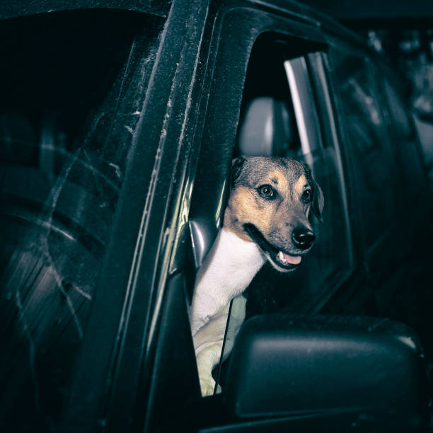 istock dog leaning out  car 1038371506