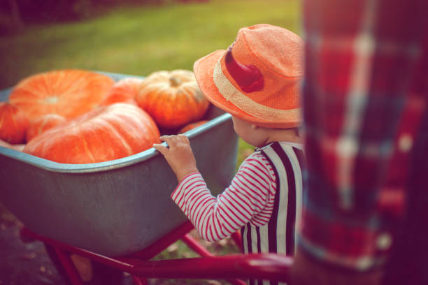 istock Cute boy with pumpkins in autumn 1038371976