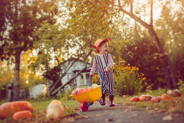 istock Cute boy with pumpkins in autumn 1038372038