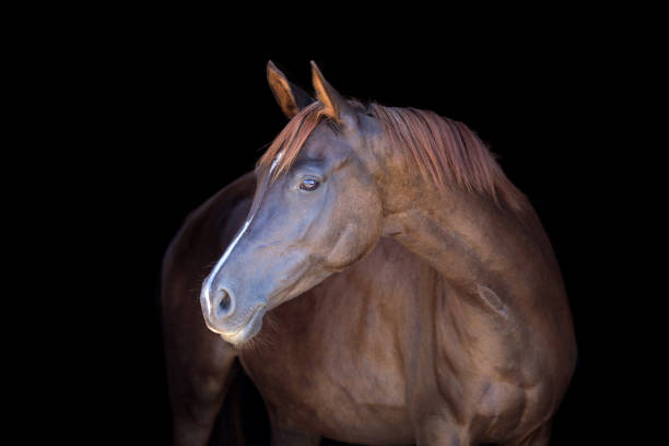 istock Purebred arabian horse isolated on black backgtound. 1038372218