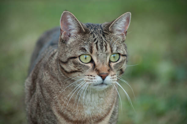 istock grey cat looking preys  in a garden 1038373266