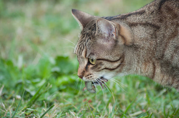 istock grey cat with lizard in mouth  in a garden 1038373278