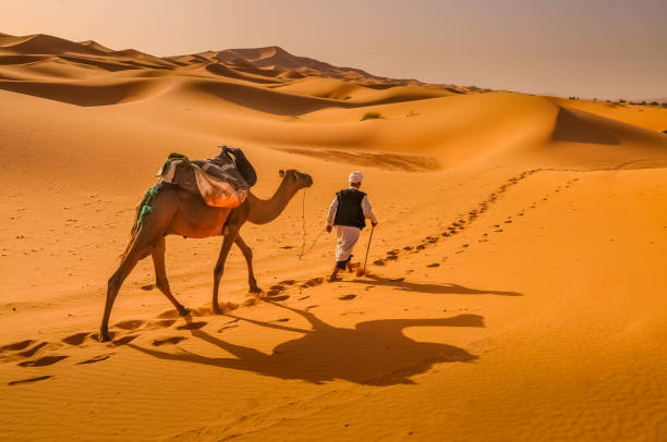 Crossing the Sahara desert by camel Tuareg crossing the hot Sahara desert with is precious camel dromedary camel photos stock pictures, royalty-free photos & images