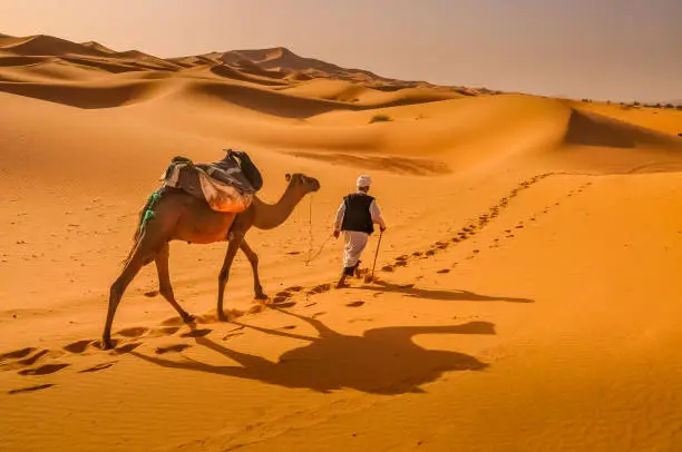 Tuareg crossing the hot Sahara desert with is precious camel