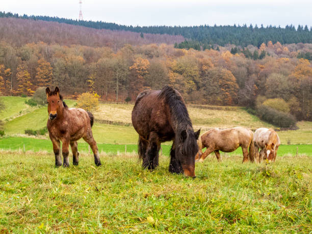 istock Ardennes foals and mares grazing in a Belgian meadow 1038377028