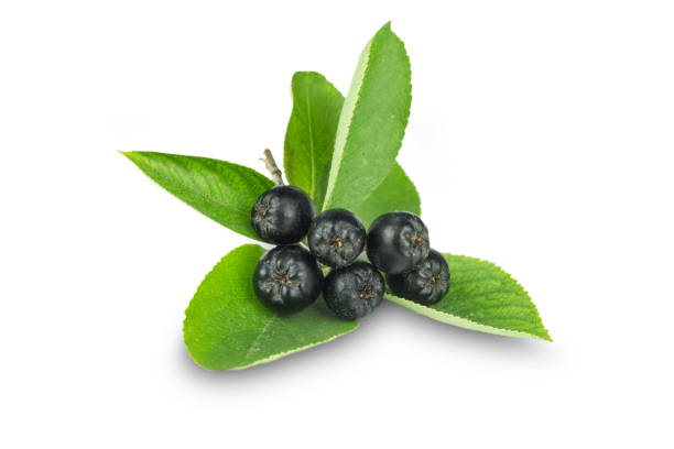 istock branch of ripe, black ashberry, isolate on white background 1038377390