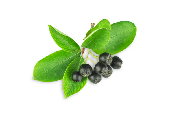 istock branch of ripe, black ashberry 1038377462