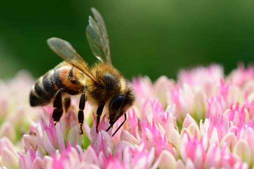 Macro shot of a bee pollinating a sedum flower