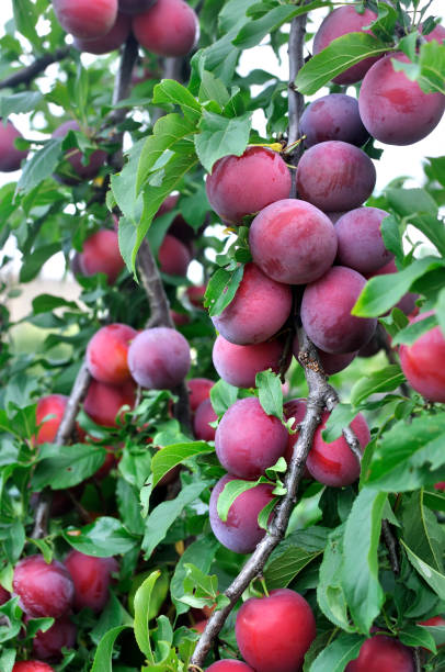 istock close-up of ripe plums on a tree branch 1038385902