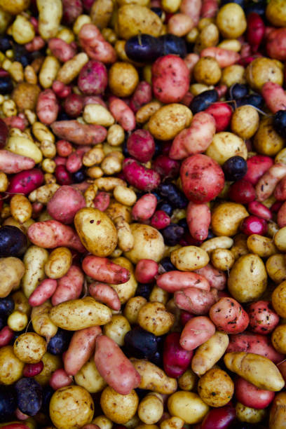 rot weiße und violette kartoffeln auf dem bauernmarkt - red potato raw potato red vegetable stock-fotos und bilder