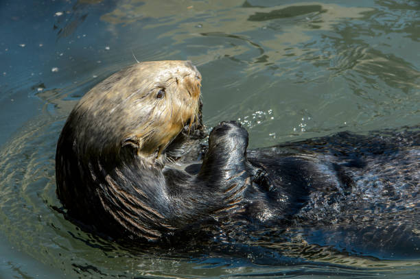 istock Close-up of Sea Otter Eating Shellfish 1038401324