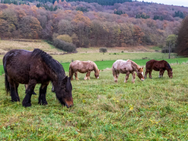 Ardennes mares and foals grazing in a Belgian meadow