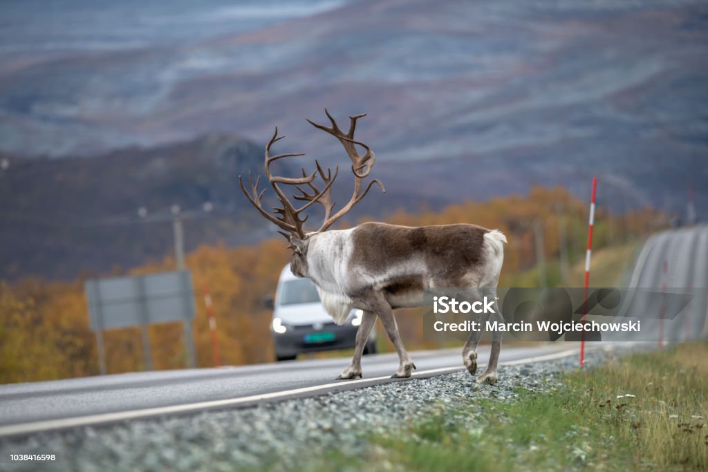 Reindeer - caribou Reindeer with big antlers entering on the road - danger for travelers Road Stock Photo