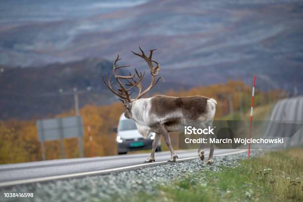 Reindeer Caribou Stock Photo - Download Image Now - Road, Reindeer, Arctic