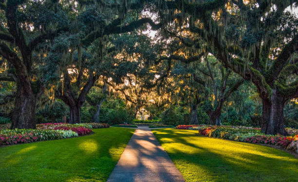 Brookgreen Gardens in Myrtle Beach, South Carolina, USA Brookgreen Gardens in Myrtle Beach, South Carolina, SC, USA south carolina stock pictures, royalty-free photos & images