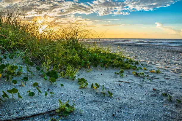Photo of Beach Sand Dunes Leading to Ocean at Sunrise