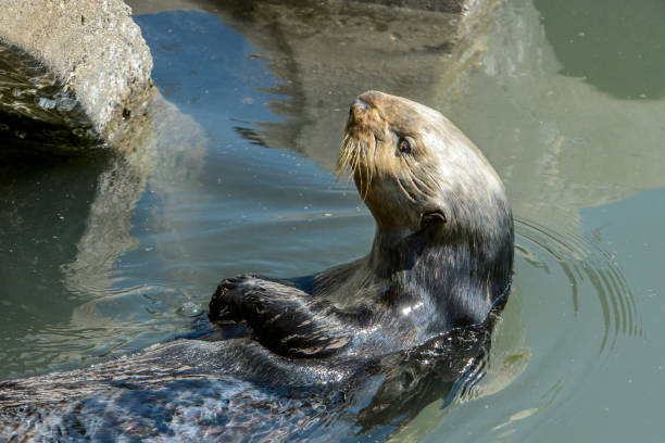 istock Close-up of Sea Otter Eating Shellfish 1038419826