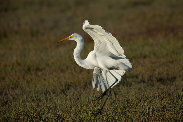 istock Great egret landing in beautiful light a North California marsh, forming a circular shape 1038427800