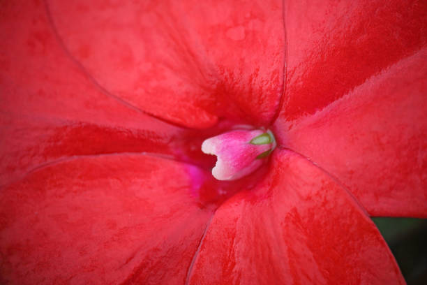 istock Closeup picture of Impatiens 1038428092
