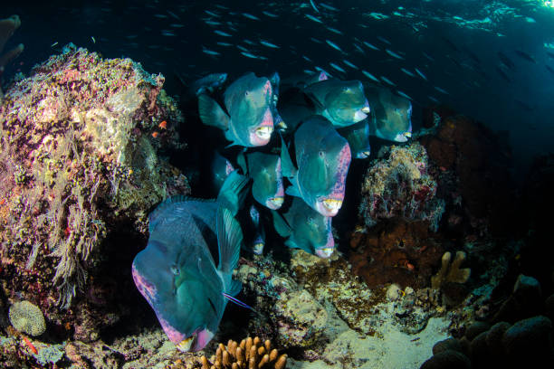 istock School of Green Humpback Parrotfish 1038436666