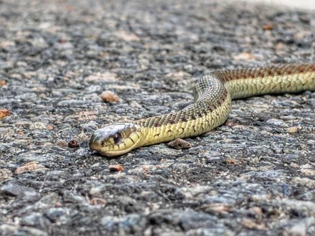 istock Garden Snake up close on pavement 1038436994