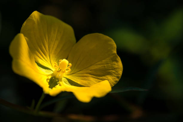 Yellow Flower - Yellow Inggra (Oenothera Biennis). stock photo