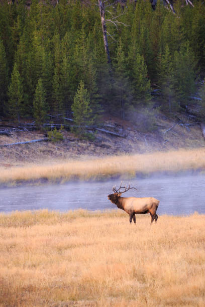 A Bull Elk calling to his herd while standing next to the Madison River in Yellowstone. stock photo