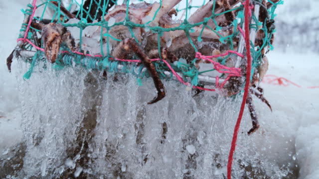 Super slow motion close up shot of an unrecognizable people pulling up a trap with trapped king's crabs. Norway.