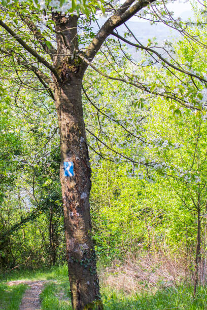 istock Rheinsteig hiking trail 1038458158
