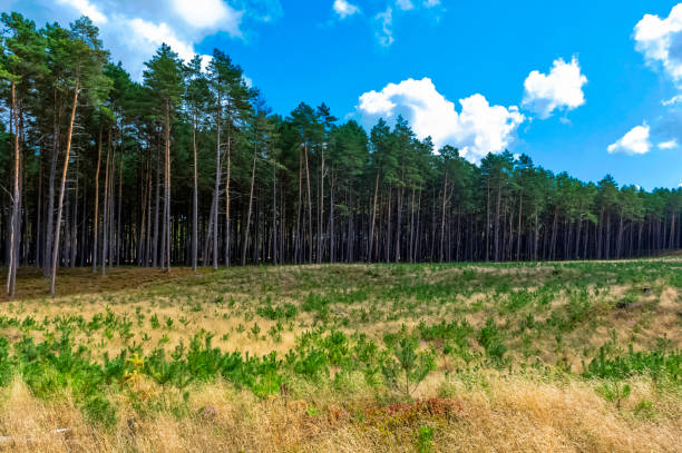 istock Polish wild forest - Slowinski National Park, Poland 1038458678