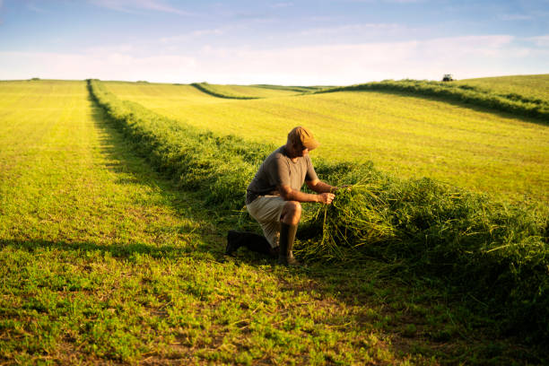 A farmer in an alfalfa field at harvest checking the crop. A farmer checking an alfalfa crop in late afternoon light.  A tractor is windrowing in far in the background hay field stock pictures, royalty-free photos & images