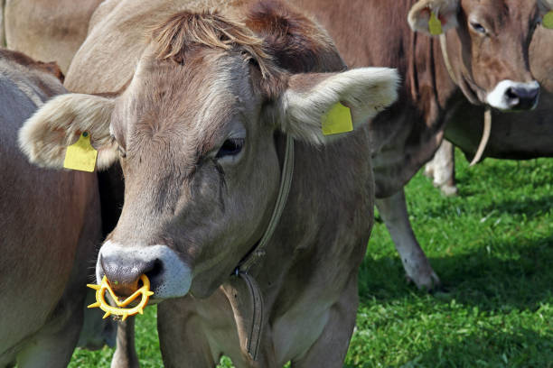 Brown cattle with nose ring on a pasture. Suction stopper for a dairy cow