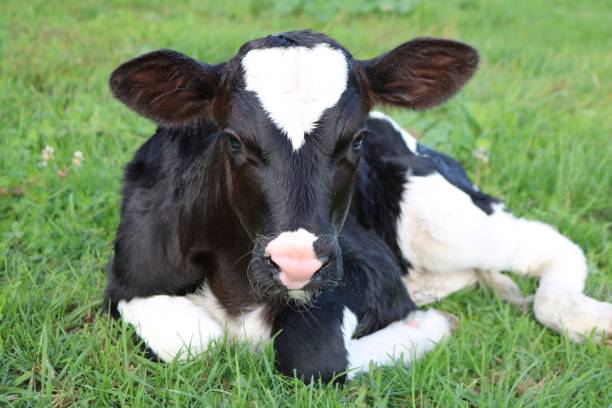 istock Newborn Holstein Heifer Calf Laying in the Grass 1038473666
