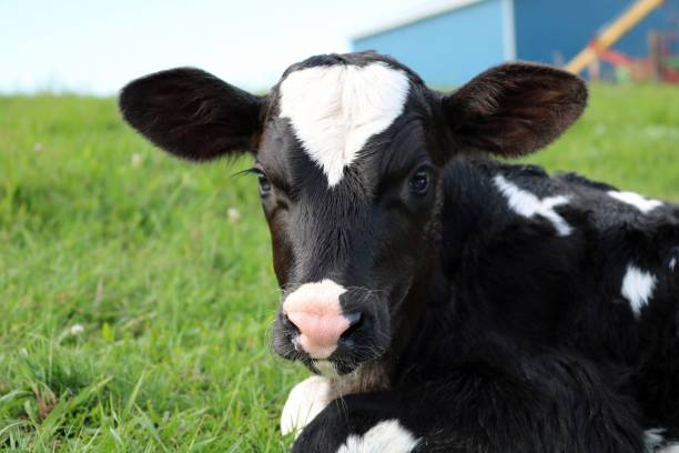 istock Newborn Holstein Heifer Calf Laying in the Grass 1038473690