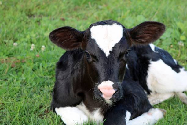 istock Newborn Holstein Heifer Calf Laying in the Grass 1038473772