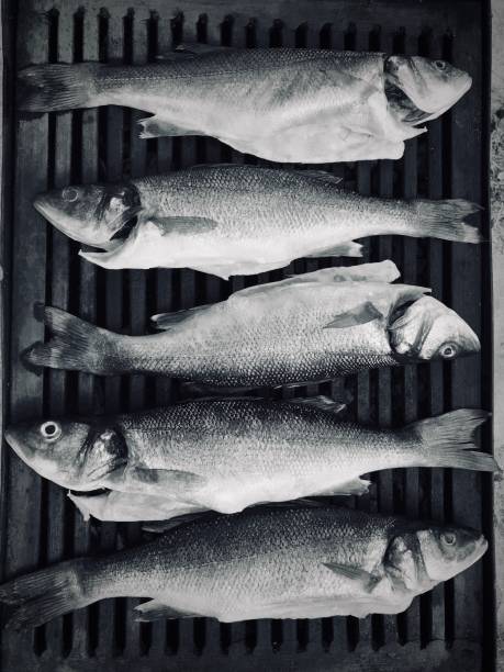 сырая рыба sea bass гриль на естественном гриле дрова. здоровые органические морепродукты приготовления. - sea bass prepared fish food grilled стоковые фото и изображения