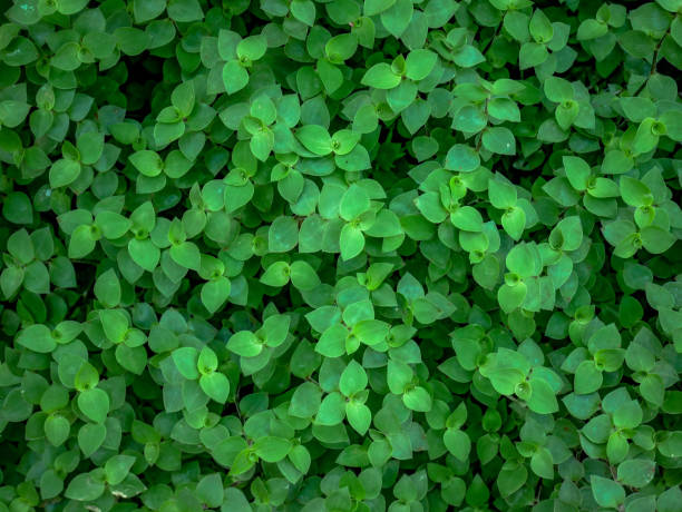 istock Full Frame Shot Of Green Leaves 1038476484