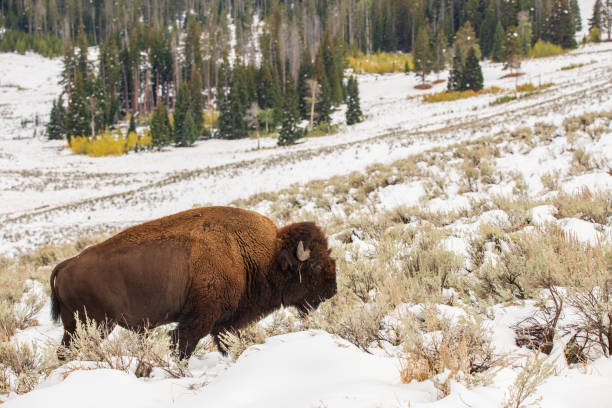 A Bison walking in fresh snow in Yellowstone National Park. stock photo