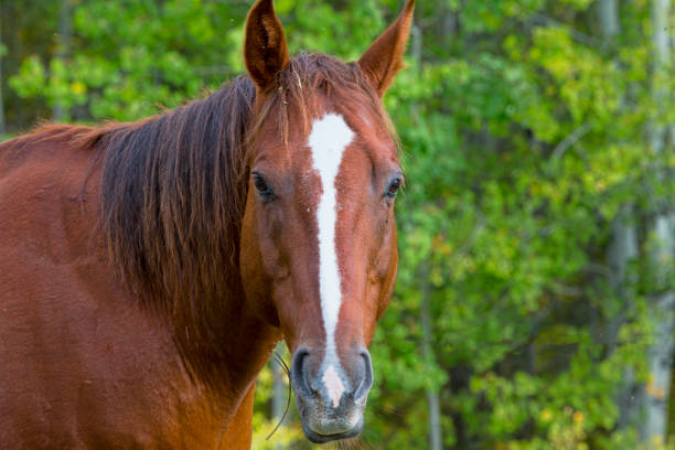istock Chestnut Quarter Horse Portrait 1038483412