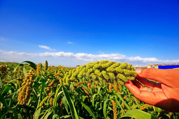 istock Mature millet in the farmland 1038502532