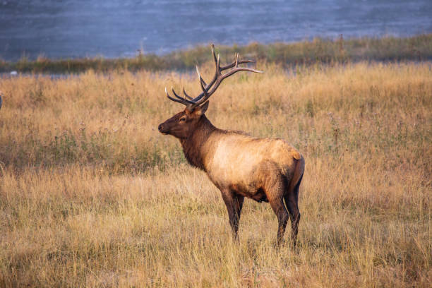 A Bull Elk in Yellowstone National Park. stock photo