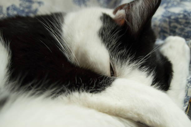 istock A small black-and-white cat, sleeping curled up in a ball, covered for snout't paw 1038513444